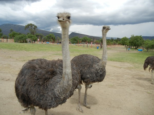 Two ostriches for Pilikula Biological Park 